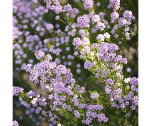 Gardeners Dream Diosma Pink Fountain - Evergreen Shrub, Pink Flowers, Full Sun (20-30Cm Height Including Pot)