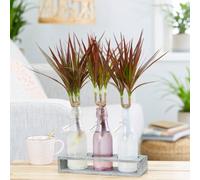 Gardeners Dream Dracaena Marginata - Dragon Tree Indoor Plant (20-30Cm Height Including Pot)