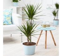 Tropical Dragon Tree "Draceana Marginata" Indoor Houseplant Supplied in 13cm Pot