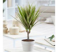 Gardeners Dream Dracaena Marginata - Dragon Tree Indoor Plant (20-30Cm Height Including Pot)