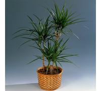 Gardeners Dream Dracaena Marginata - Dragon Tree Indoor Plant (20-30Cm Height Including Pot)