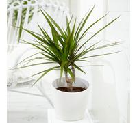 Gardeners Dream Dracaena Marginata - Dragon Tree Indoor Plant (20-30Cm Height Including Pot)