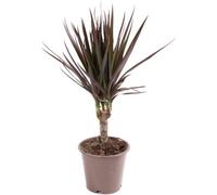 Gardeners Dream Dracaena Marginata - Stylish And Air-Purifying Indoor Plant For Interior Spaces (30-40Cm Height Including Pot)