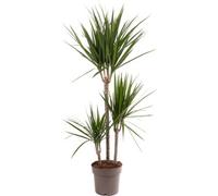 Gardeners Dream Dracaena Marginata - Stylish And Air-Purifying Indoor Plant For Interior Spaces (90-100Cm Height Including Pot)