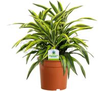 Gardeners Dream Dracaena 'surprise' - Elegant Indoor Plant With Variegated Leaves, Air Purifying, Perfect For Low Light Areas (12Cm)
