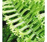 Gardeners Dream Dryopteris Cristata The King - Fern, Unique Crested Fronds, Part Shade, Compact Size (20-30Cm Height Including Pot)