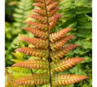 Gardeners Dream Dryopteris Lepidopoda - Sunset Fern, Textured Fronds, Part Shade, Compact Size (20-30Cm Height Including Pot)