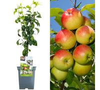 Gardeners Dream Duo Apple Patio Tree - Compact Fruit Garden Trees (5L, 2-3Ft)
