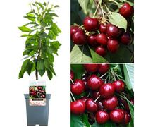 Gardeners Dream Duo Cherry Patio Tree - Compact Dual-Variety Cherry Producer (5L, 2-3Ft)