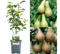 Gardeners Dream Duo Pear Patio Tree - Two Delicious Pear Varieties On One Compact Tree (5L, 2-3Ft)