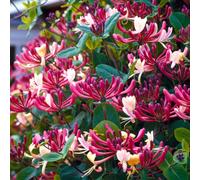 Gardeners Dream Early Dutch Honeysuckle Lonicera Periclymenum Belgica Select Plant In Pot - 2 Litre Pot (60-80Cm Height Incl. Pot)