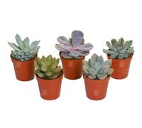 Gardeners Dream Echeveria Mix - Select Collection Of 5 Succulents, Perfect For Small Spaces & Beginners, Easy-Care (5-10Cm)