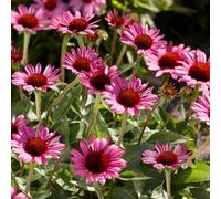 Gardeners Dream Echinacea Little Magnus - Pink Coneflower, Compact Size, Part Sun, Compact Size (15-30Cm Height Including Pot)