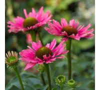 Gardeners Dream Echinacea Sunseekers Purple - Coneflower, Purple Blooms, Full Sun, Compact Size (20-30Cm Height Including Pot)