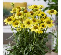Gardeners Dream Echinacea Sunseekers Yellow - Coneflower, Yellow Blooms, Full Sun, Compact Size (20-30Cm Height Including Pot)