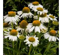 Gardeners Dream Echinacea White Meditation - Coneflower, White Blooms, Part Sun (15-30Cm Height Including Pot)