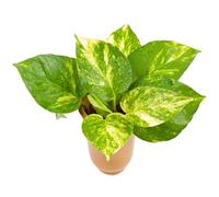 Gardeners Dream Epipremnum Pinnatum Aureum - Golden Pothos (20-30Cm Height Including Pot)