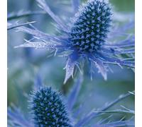 Gardeners Dream Eryngium Big Blue - Thistle-Shaped Blue Flowers, Sea Holly, Hardy (20-30Cm Height Including Pot)