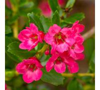 Gardeners Dream Escallonia Donard Radiance Garden Shrub - Pink Flowers, Compact Size, Attracts Pollinators (20-30Cm Height Including Pot)