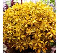 Gardeners Dream Escallonia Glowing Embers Garden Shrub - Yellow-Orange Foliage, Compact Size, Attracts Pollinators (10-30Cm Height Including Pot)