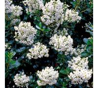 Gardeners Dream Escallonia Iveyi Garden Shrub - White Flowers, Compact Size, Attracts Pollinators (20-30Cm Height Including Pot)