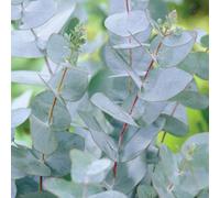 Gardeners Dream Eucalyptus Azura Tree - Blue-Green Foliage, Fragrant Leaves, Hardy (5-6Ft)