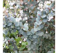Gardeners Dream Eucalyptus Gunnii Azura - Cider Gum, Distinct Foliage, Evergreen, Compact Size (20-30Cm Height Including Pot)