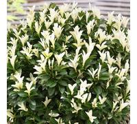 Gardeners Dream Euonymus Paloma Blanca Garden Shrub - White Flowers, Compact Size (10-30Cm Height Including Pot)