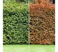 Gardeners Dream Fagus Sylvatica 'green Beech' Bare Root Hedge Hedging Tree Plants (4-5Ft, 5 Plants)