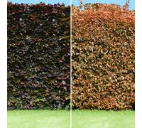 Gardeners Dream Fagus Sylvatica Purpurea 'copper Beech' Bare Root Hedge Hedging Tree Plants (4-5Ft, 50 Plants)