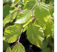 Gardeners Dream Fagus Sylvatica Tree - European Beech Tree, Vibrant Colours, Versatile (5-6Ft)
