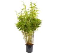 Gardeners Dream Fargesia Rufa Hardy Non-Invasive Red Panda Bamboo Garden Plant For Screening - 10 Litre Pot (110-130Cm)