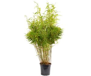 Gardeners Dream Fargesia Rufa Hardy Non-Invasive Red Panda Bamboo Garden Plant For Screening - 10 Litre Pot (110-130Cm)