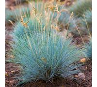 Festuca Elijah Blue (9cm, Pack of 3)