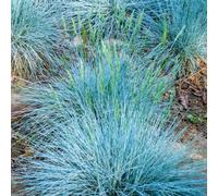 Festuca glauca Intense Blue | Evergreen Garden Grasses | Potted Shrub Plant