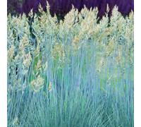 Festuca glauca Intense Blue | Hardy Evergreen Grass Shrub (15-30cm Incl Pot)