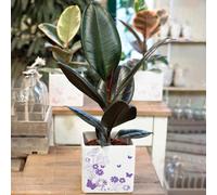 Gardeners Dream Ficus Abidjan - Houseplant In 12Cm Pot, Ideal For Home Office Kitchen Indoors, Rubber Plant (30-40Cm Height Including Pot)
