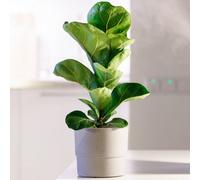 Gardeners Dream Ficus Bambino - House Plant For Home Office Kitchen, Fiddle-Leaf Fig In 12Cm Pot (30-40Cm Height Including Pot)