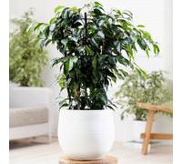Gardeners Dream Ficus Benjamina Danielle Weeping Fig - Indoor Houseplant, Ideal For Home Office (30-40Cm Height Including Pot)