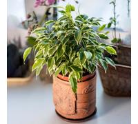 Gardeners Dream Ficus Benjamina Starlight - Weeping Fig Houseplant For Indoors, Home, Office, Kitchen In 12Cm Pot (30-40Cm Height Including Pot)