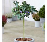 Gardeners Dream Ficus Brown Turkey Patio Tree - Stunning Variety, Ideal For Uk Gardens, Compact Size (2-3Ft)