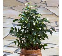 Gardeners Dream Ficus Danielle House Plant - Indoor Weeping Fig In 12Cm Pot, Ideal For Home, Office, Kitchen (30-40Cm Height Including Pot)
