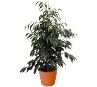 Gardeners Dream Ficus Danielle - Weeping Fig Houseplant, Ideal Indoor Plant For Office, Kitchen (30-40Cm Height Including Pot)