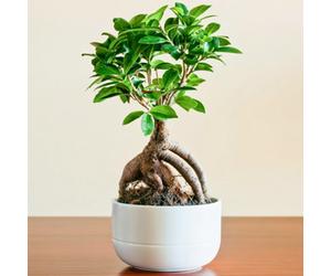 Gardeners Dream Ficus Ginseng: Compact, Easy-Care Indoor Plant With Air-Purifying Qualities (20-30Cm)