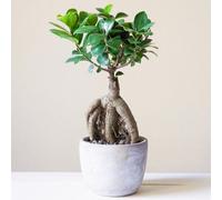 Decorative Indoor Bonsai 'Ficus Ginseng' 12Cm Pot Live Plant For Home Or Office