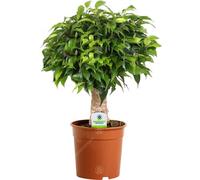 Gardeners Dream Ficus Light Green With Kinky Stem: Artistic Indoor Plant, Low Maintenance (20-30Cm)