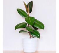Gardeners Dream Ficus Robusta: Glossy Green Indoor Plant, Easy Maintenance (30-40Cm)
