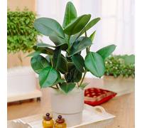 Gardeners Dream Ficus Robusta Indoor Plant: Vibrant Glossy Leaves, Easy Maintenance (30-40Cm)