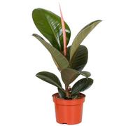 Gardeners Dream Ficus Robusta: Lush Indoor Plant With Glossy Leaves, Simple Care Required (30-40Cm)