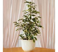 Gardeners Dream Ficus Starlight Weeping Fig Houseplant - Ideal Evergreen Plant For Home, Office, Kitchen In 12Cm Pot (30-40Cm)